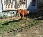 В Астрахани у многоэтажки пасется конь: хозяева экономят на корме