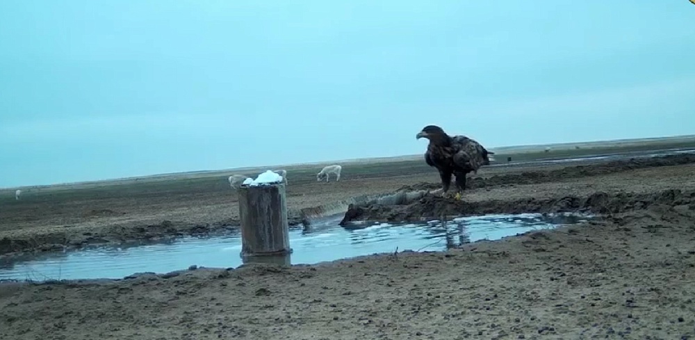 Под Астраханью камера зафиксировала удивительных соседей 