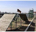 В Астрахани выбрали лучшую наркорозыскную собаку