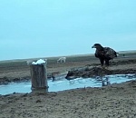 Под Астраханью камера зафиксировала удивительных соседей 