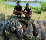 Астраханцы ловят сомов-гигантов 