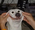 Игорь Мартынов рассказал про собачью смерть