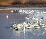 Записки астраханского натуралиста. Весна опаздывает