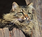 Очень теплая неделя ждет астраханцев