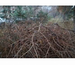 В Астрахани коммунальщики спилили сухостой, но за собой не убрали