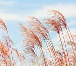 В Астрахани прогнозируют сильный ветер