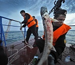 Совет Федерации одобрил соглашение о сохранении водных биоресурсов Каспия