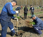 Железнодорожники Приволжской магистрали высадили 3,5 тыс. деревьев в Астрахани