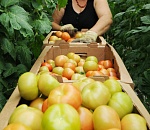 Астраханские власти обещают поддержку местному АПК