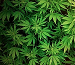 В Астрахани задержали пьяного наркомана, матерящегося на улице