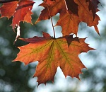 Астраханская погода в сентябре