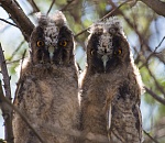 Записки астраханского натуралиста. Не «спасайте» птенцов
