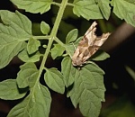 В одном из астраханских крестьянско-фермерских хозяйств введен трехлетний карантин из-за опасного насекомого