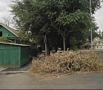 Астраханцам рассказали, что делать с ветками у дома