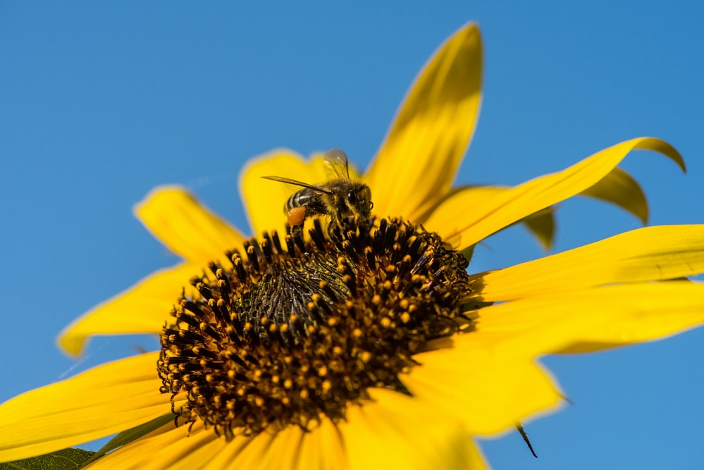 Записки астраханского натуралиста. Собирают ли пчелы лотосовый мёд?
