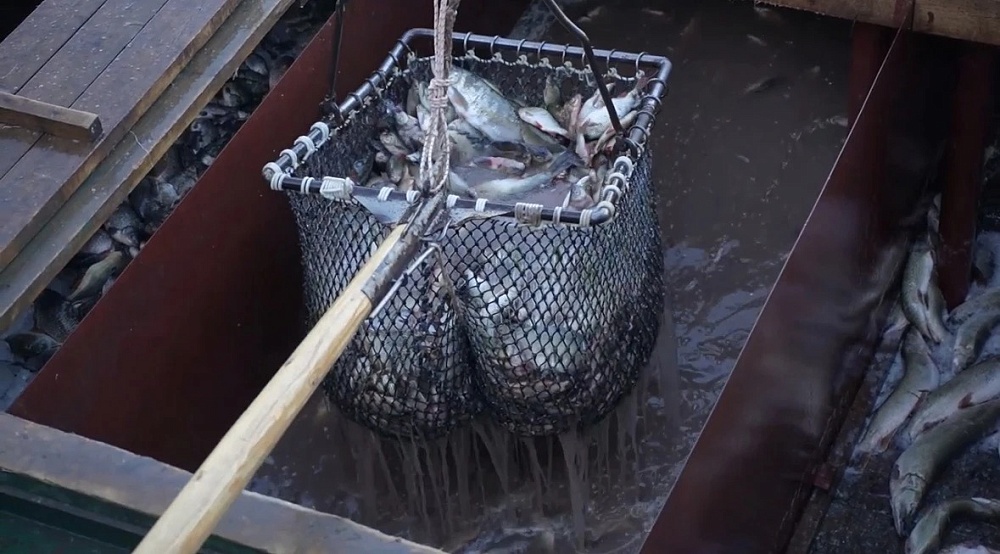 Астраханские рыбаки добыли 4,8 тысяч тонн рыбы