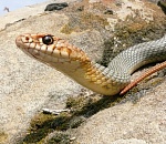 В раздевалке астраханского спорткомплекса нашли крупную змею