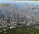 Эксперты: "Спасение" Волгограда от мошкары может погубить биоресурсы Астраханской области  