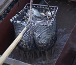 Астраханские рыбаки добыли 4,8 тысяч тонн рыбы