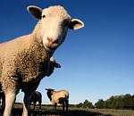 Предприниматель за долги лишился 30 овец