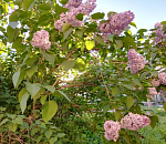 Ночью заморозки, днем жара: астраханская погода чудит