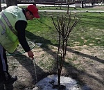 В Астрахани озеленили три района