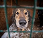  Астраханский приют для животных просит о помощи