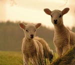  Остались ножки да рожки: астраханец лишился 100 коз и 150 овец за долг в 7,5 миллионов