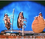 Армия тараканов в Астрахани выросла