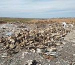 Фунтовский полигон отходов под Астраханью предложили выставить на торги