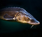 Дома у астраханца нашли 200 килограммов браконьерского осетра