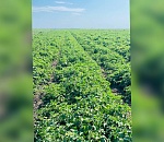 В Астраханской области во время полевых работ скончался подросток