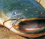 Через астраханскую границу не пропустили сомнительную рыбу