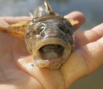 Астраханец поймал и сфотографировал страшненькую рыбку