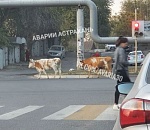 Фото дня: Астрахань оккупировали тёлки