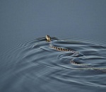 Шахматные гадюки сеют панику на астраханских пляжах