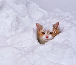 Глава ПривЖД предложил привезти в Астрахань пару составов снега из Саратова