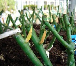 Саженцы роз из Казахстана не пустят корни в астраханской земле