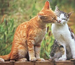 Завтра в Астрахани слабые осадки и +7