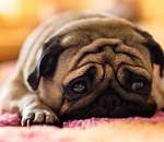 Не дельный обзор. ﻿Астрахань без настроения и без шоколада