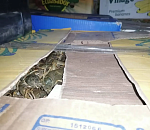 Машину, набитую коробками с живым раками, остановили под Астраханью