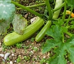 В астраханских кабачках обнаружили нитраты