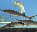 Осетроводам в Астраханской области помогут с выплатой кредитов