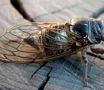 Под Астраханью засняли нашествие певчих вредителей