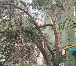 Под Астраханью во время бури маленькую девочку придавило деревом