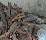 Астраханцы наловили осетровых на 34 млн рублей