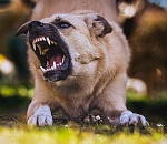 Игорь Бабушкин прокомментировал гибель астраханца от нападения стаи собак