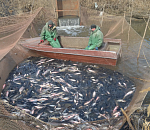 Вобле по-прежнему плохо: ученые оценили состояние астраханской рыбы