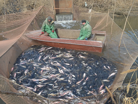 Вобле по-прежнему плохо: ученые оценили состояние астраханской рыбы