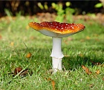 19 астраханцев отравились грибами